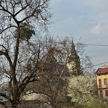 нове! Miamo лисенка 11