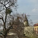 нове! Miamo лисенка 11